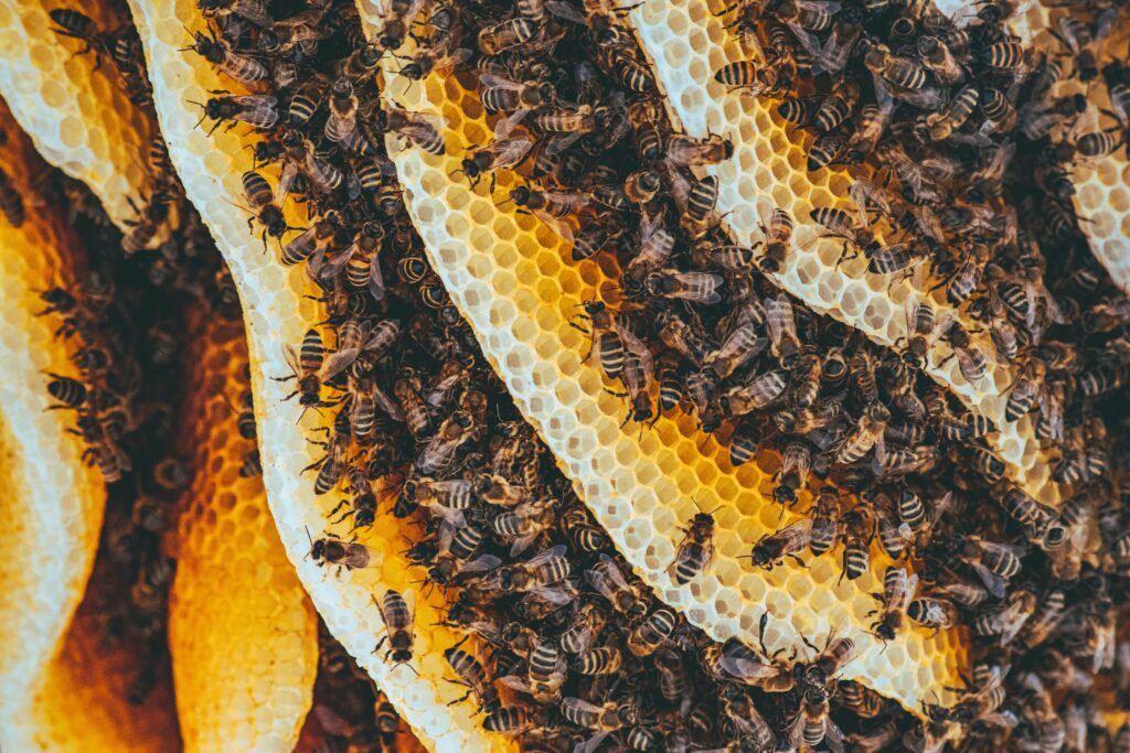 A Beehive represents collective, collaborative, efficient effort by a colony of bees working relentlessly for the growth and nourishment of each other like our Preventive Mental health services